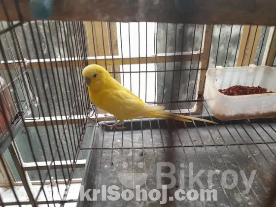Bazriger Bird